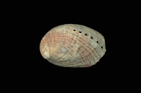 藏品(九孔螺)的圖片